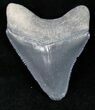 Grey, Serrated Bone Valley Megalodon Tooth #12294-1